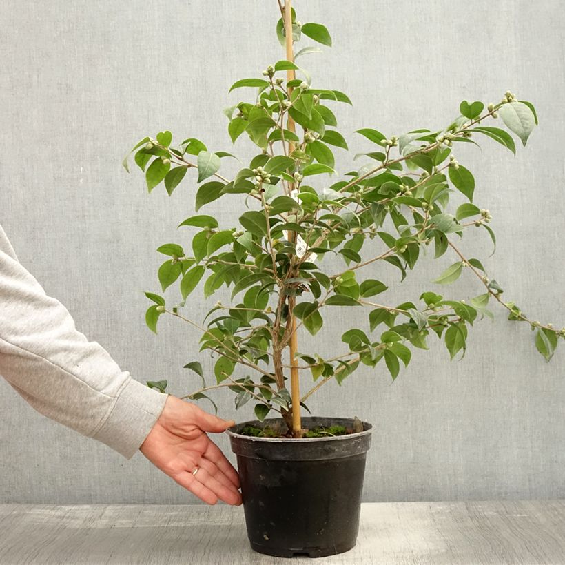 Exemplaar van Camellia Gay Baby - Japanse camelia Pot van 4 l/5 l zoals geleverd in de herfst