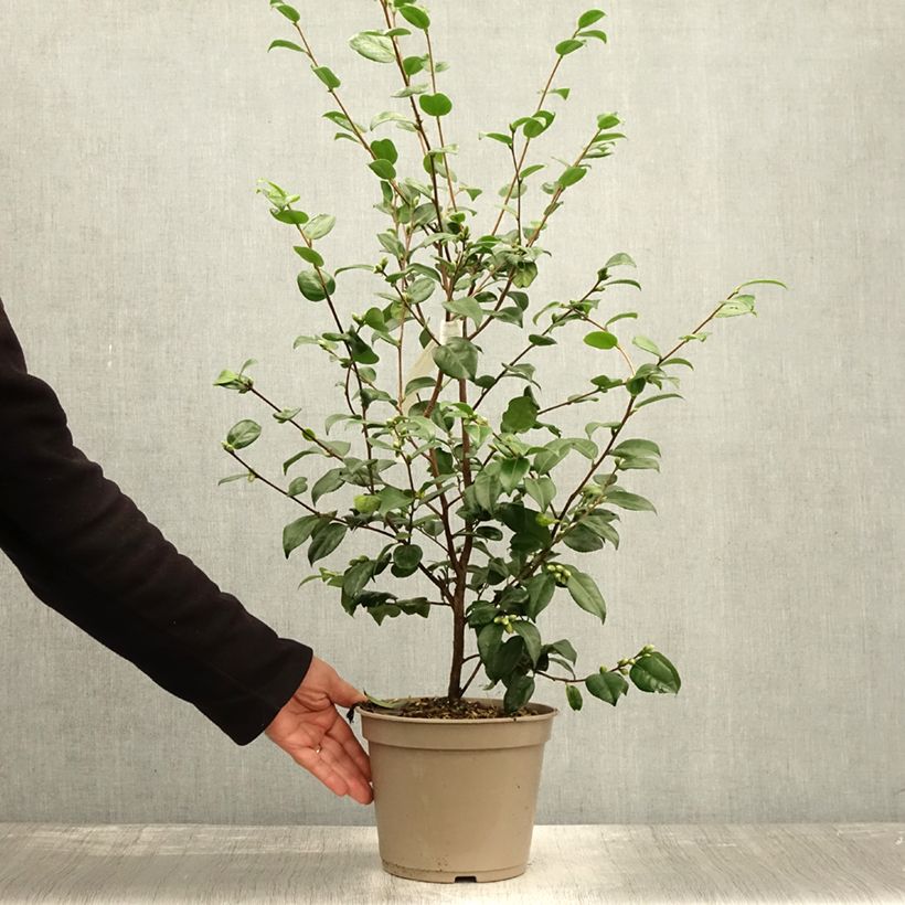 Exemplaar van Camellia Koto No Kaori Pot van 4 l/5 l zoals geleverd in de herfst