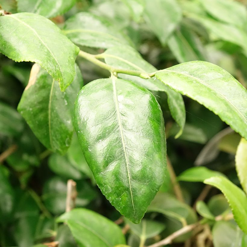 Camellia Koto No Kaori (Blad)