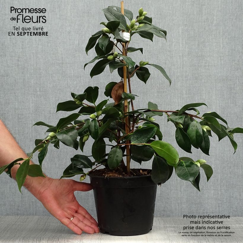 Exemplaar van Camellia japonica chandleri Elegans - Japanse roos Pot van 4 l/5 l zoals geleverd in de herfst
