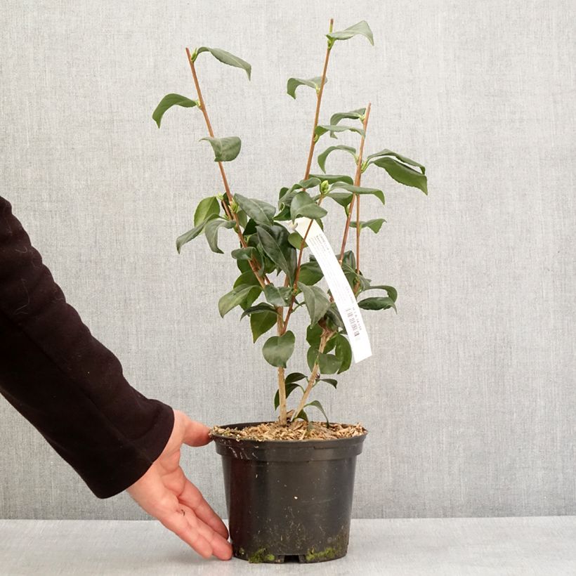Exemplaar van Camélia classique - Camellia japonica Sweet Olive Pot de 2L/3L zoals geleverd in de winter
