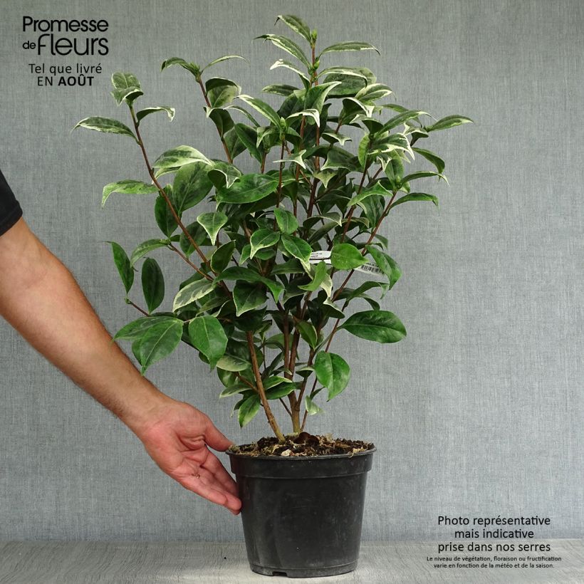 Exemplaar van Camellia japonica Kerguelen - Japanse camelia Pot van 4 l/5 l zoals geleverd in de zomer