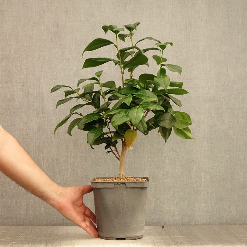 Exemplaar van Camellia japonica Nuccios Jewel - Japanse camelia Pot van 3 l/4 l zoals geleverd in de zomer