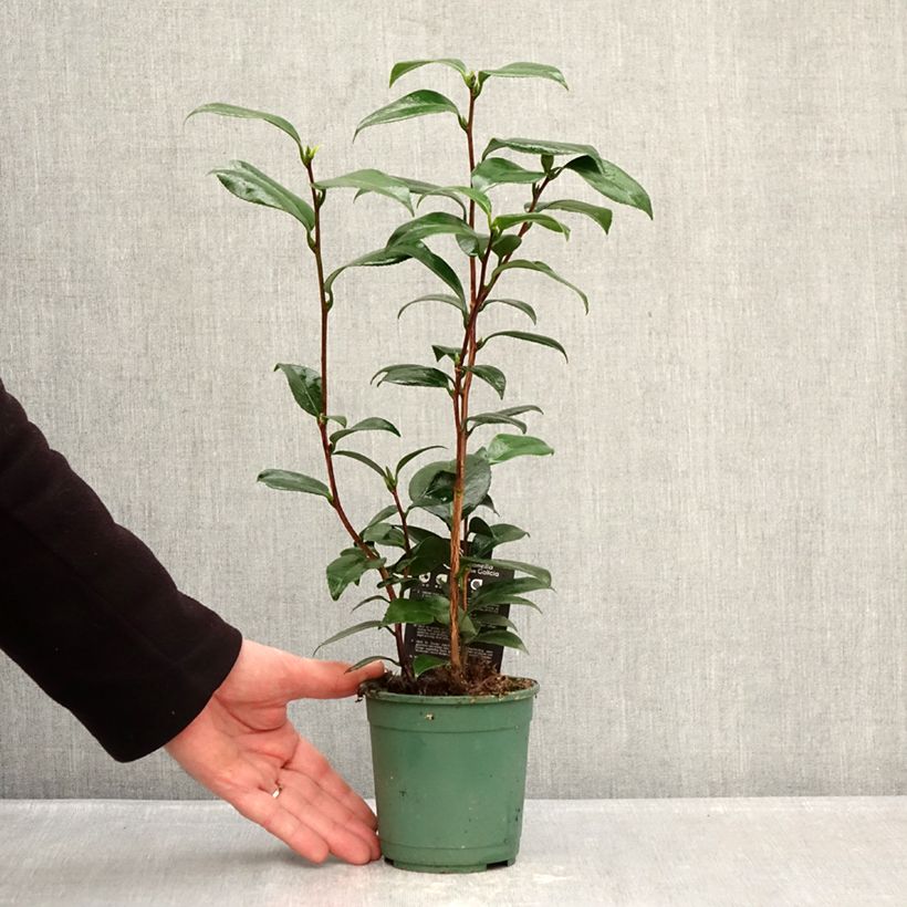 Exemplaar van Camellia Nuccio's Pearl - Japanse camelia Pot van 12 cm / 13 cm zoals geleverd in de winter
