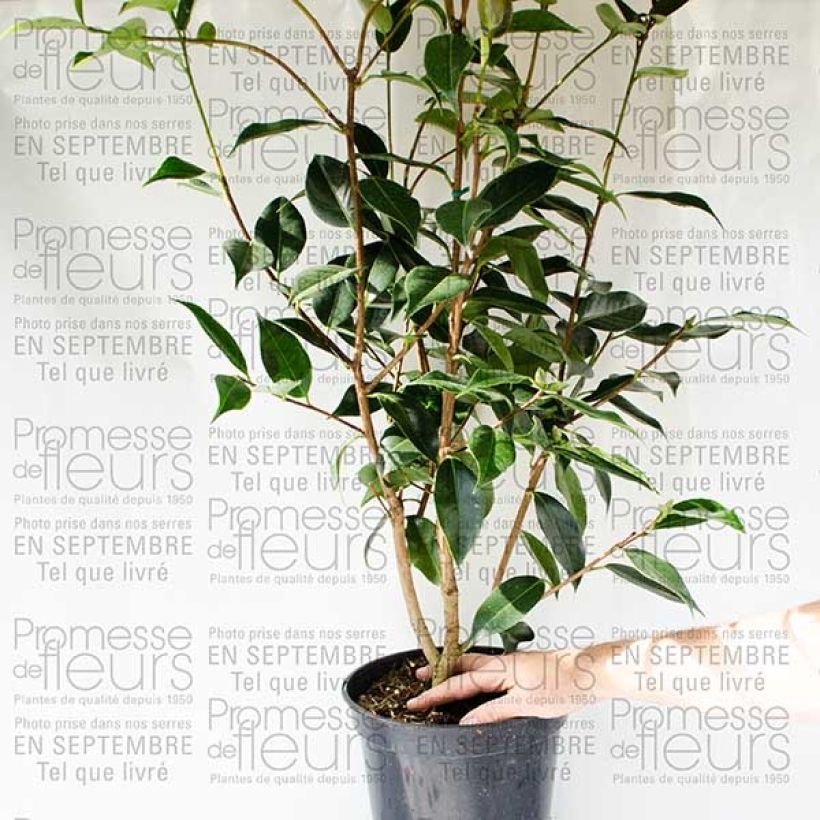 Voorbeeld van een exemplaar van Camellia Royal Velvet - Japanse camelia Pot van 4 l/5 l zoals geleverd