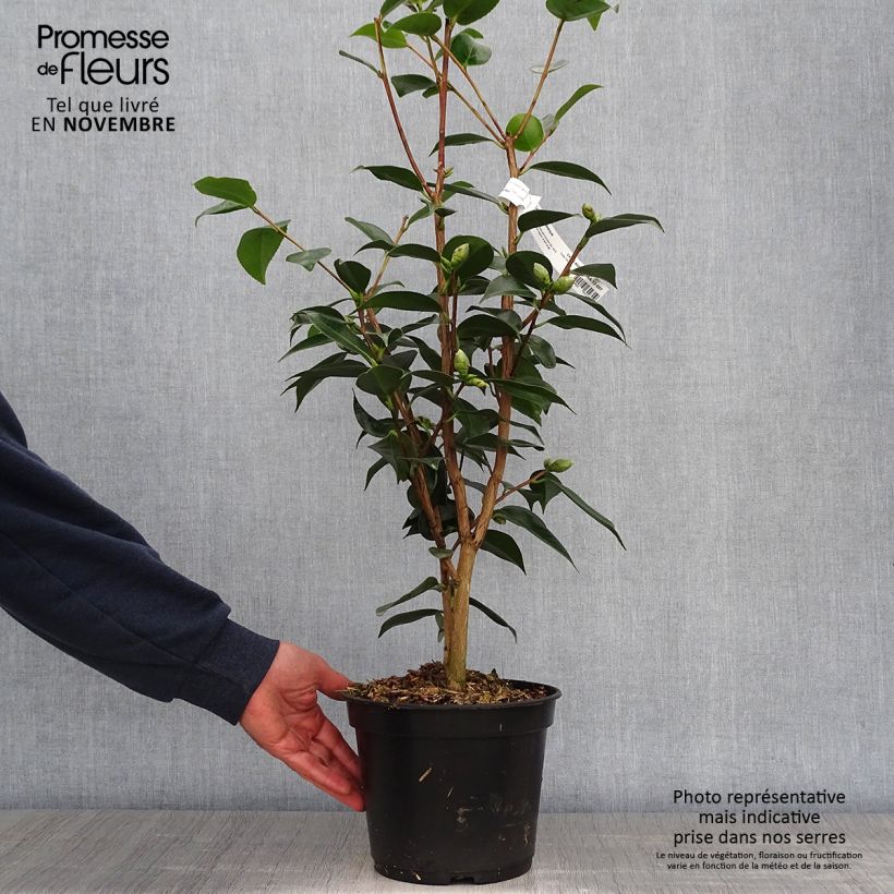 Exemplaar van Camellia Royal Velvet - Japanse camelia Pot van 4 l/5 l zoals geleverd in de herfst
