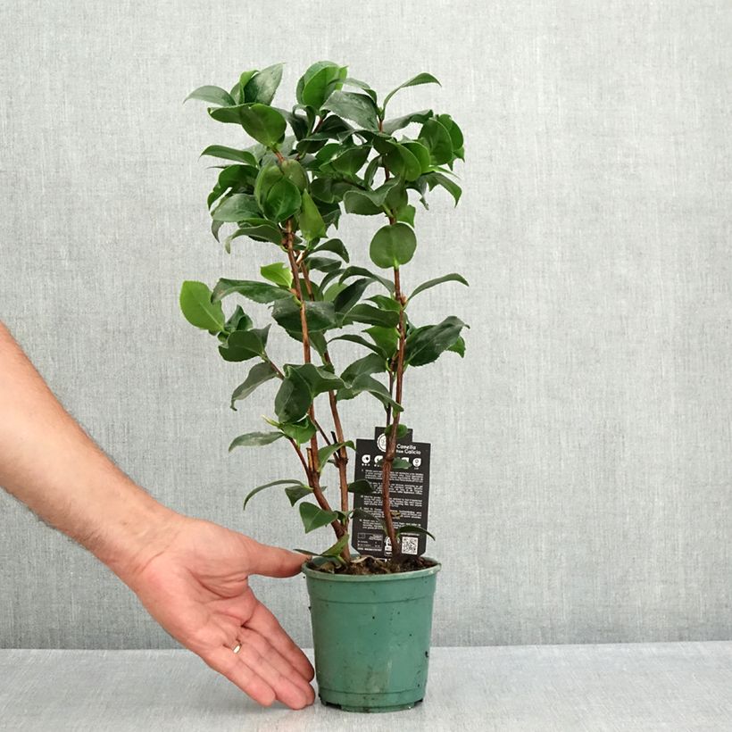Exemplaar van Camellia japonica Comte de Gomer - Japanse roos Pot van 12 cm / 13 cm zoals geleverd in de zomer