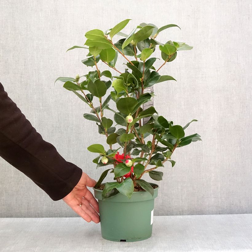 Exemplaar van Camélia Comte de Gomer - Camellia japonica Pot de 2L/3L zoals geleverd in de winter