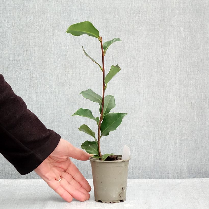 Exemplaar van Camellia japonica Coquetti - Japanse roos Kweekpotje van 8/9 cm zoals geleverd in de herfst