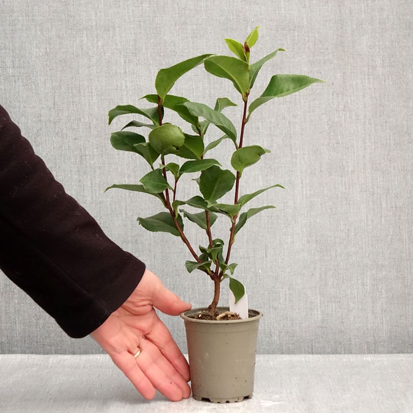 Exemplaar van Camellia japonica Coquetti - Japanse roos Kweekpotje van 8/9 cm zoals geleverd in de winter