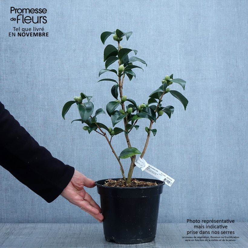 Exemplaar van Camellia japonica Coquetti - Japanse roos Pot van 4 l/5 l zoals geleverd in de herfst