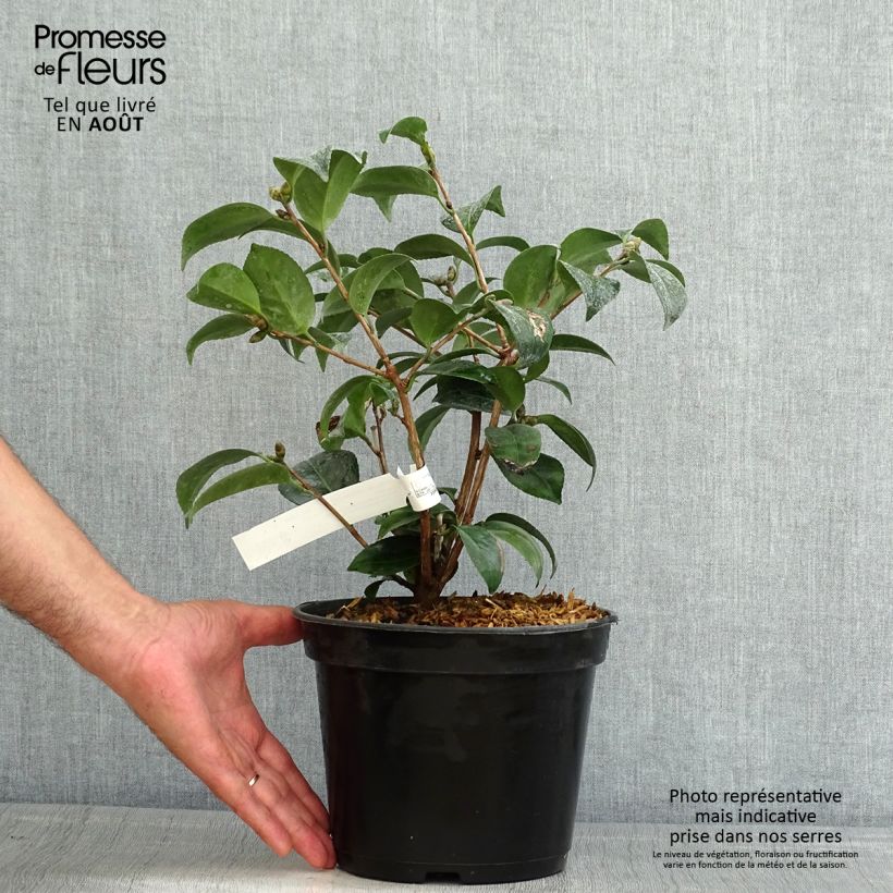 Exemplaar van Camellia japonica Coquetti - Japanse roos Pot van 4 l/5 l zoals geleverd in de zomer