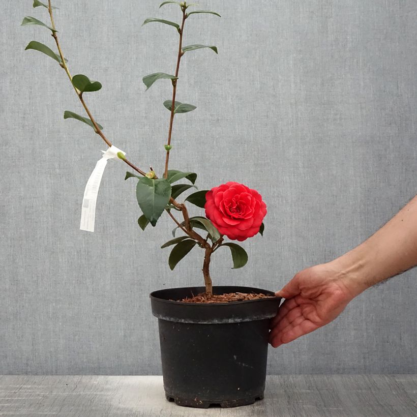 Exemplaar van Camellia japonica Coquetti - Japanse roos Pot van 4 l/5 l zoals geleverd in de lente