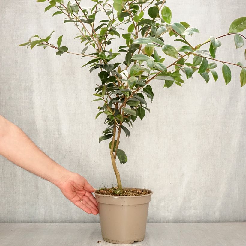 Exemplaar van Camellia sasanqua Ashtar - Herfstcamelia Pot van 4 l/5 l zoals geleverd in de lente