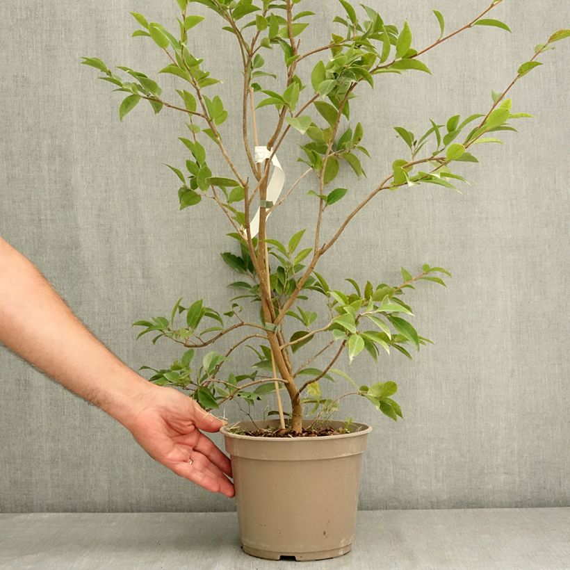 Exemplaar van Camellia Autumn Jewel - Japanse roos Pot van 4 l/5 l zoals geleverd in de zomer