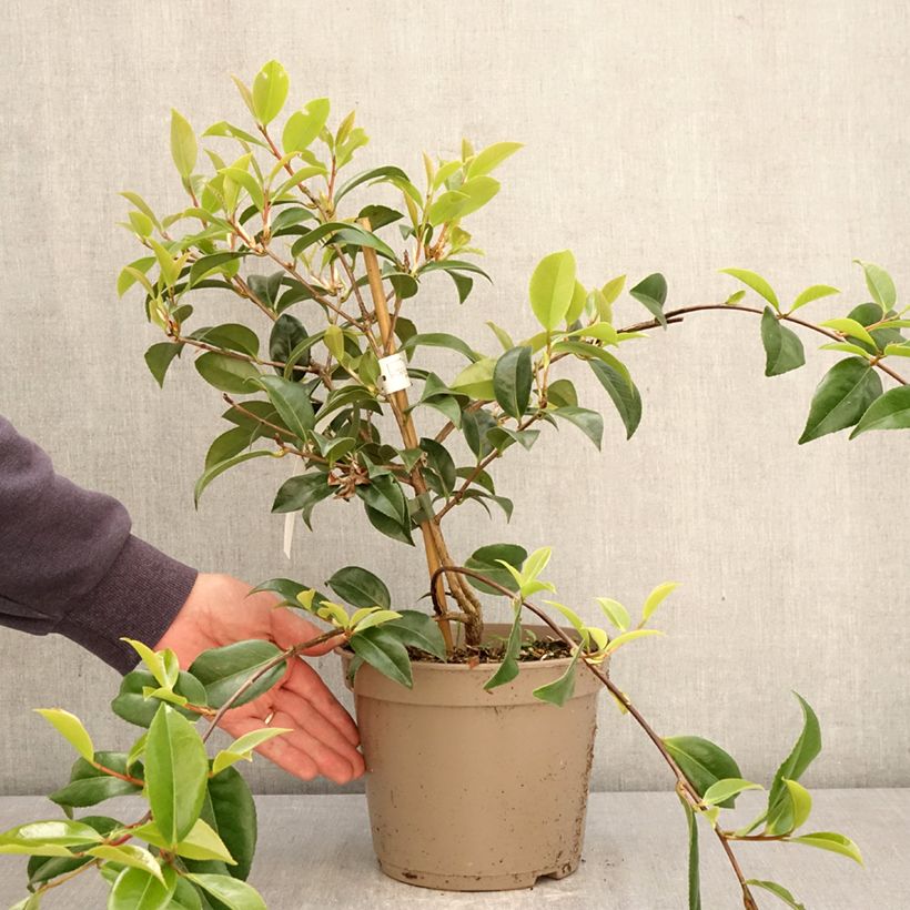 Exemplaar van Camellia Autumn Jewel - Japanse roos Pot van 4 l/5 l zoals geleverd in de lente