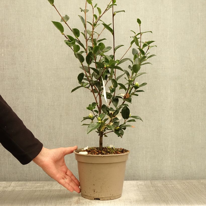 Exemplaar van Camellia sasanqua Narumi Gaita - Herfstcamelia Pot van 4 l/5 l zoals geleverd in de herfst