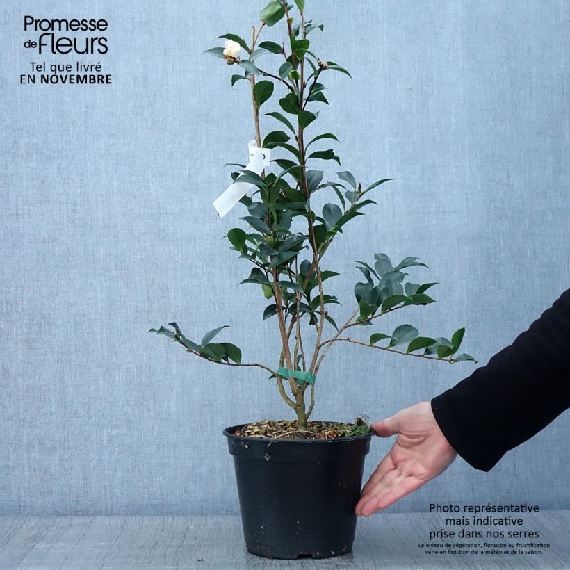 Exemplaar van Camellia sasanqua Choji Guruma - Herfstcamelia Pot van 4 l/5 l zoals geleverd in de herfst