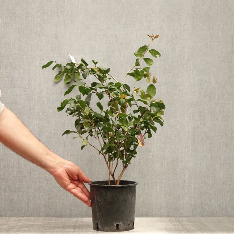 Exemplaar van Camellia sasanqua Cleopatra - Herfstcamelia Pot van 3 l/4 l zoals geleverd in de zomer
