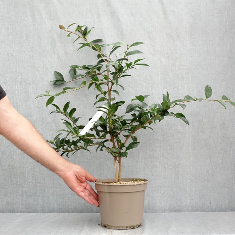 Exemplaar van Camellia sasanqua Early Pearly - Herfstcamelia Pot van 4 l/5 l zoals geleverd in de zomer
