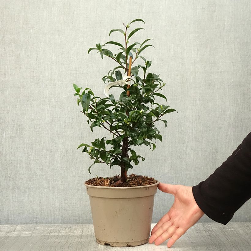 Exemplaar van Camellia sasanqua Frosted Star - Herfstcamelia Pot van 4 l/5 l zoals geleverd in de herfst