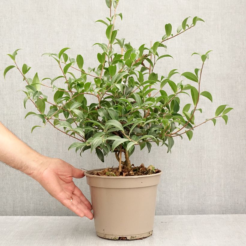 Exemplaar van Camellia sasanqua Frosted Star - Herfstcamelia Pot van 4 l/5 l zoals geleverd in de zomer