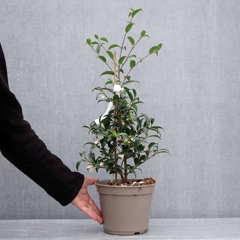 Exemplaar van Camellia sasanqua Frosted Star - Herfstcamelia Pot van 4 l/5 l zoals geleverd in de winter