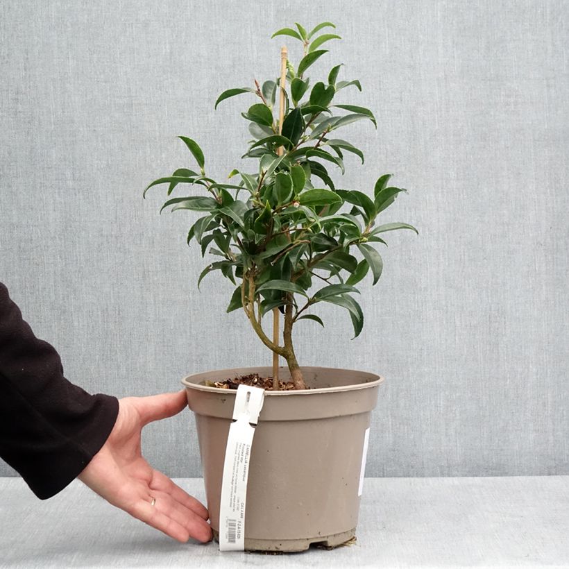 Exemplaar van Camellia sasanqua Frosted Star - Herfstcamelia Pot van 4 l/5 l zoals geleverd in de lente