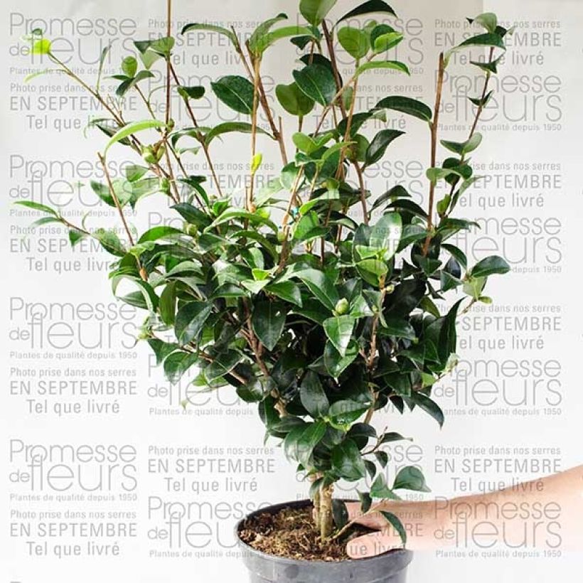 Voorbeeld van een exemplaar van Camellia sasanqua Fukusutsumi - Herfstcamelia Pot van 4 l/5 l zoals geleverd