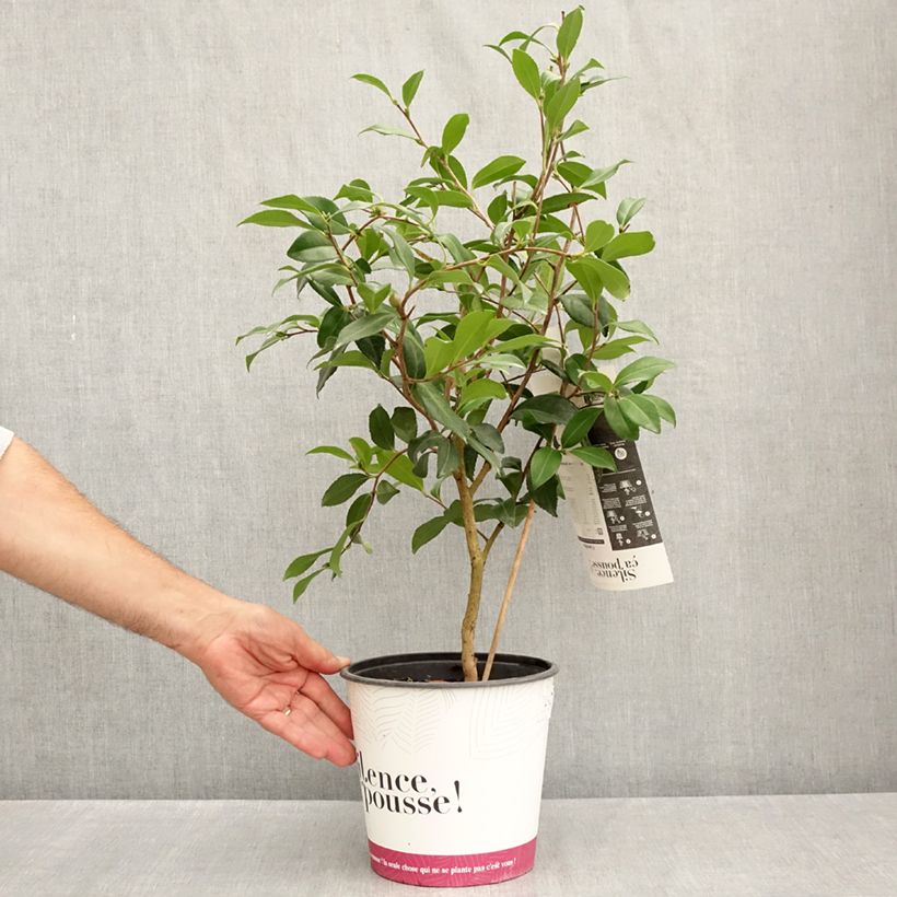Exemplaar van Camellia sasanqua Hinode-Gumo - Herfstcamelia Pot van 4 l/5 l zoals geleverd in de zomer