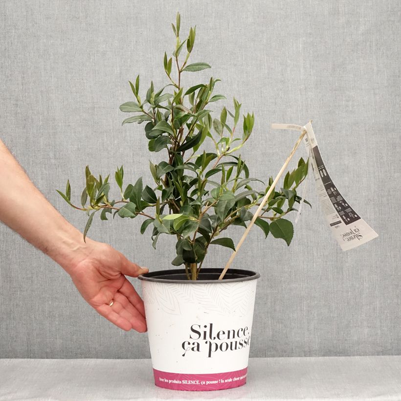 Exemplaar van Camellia sasanqua Hinode-Gumo - Herfstcamelia Pot van 4 l/5 l zoals geleverd in de lente