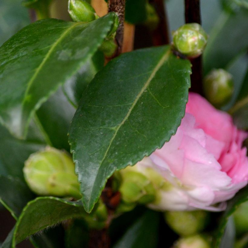 Camellia hiemalis Interlude (Blad)