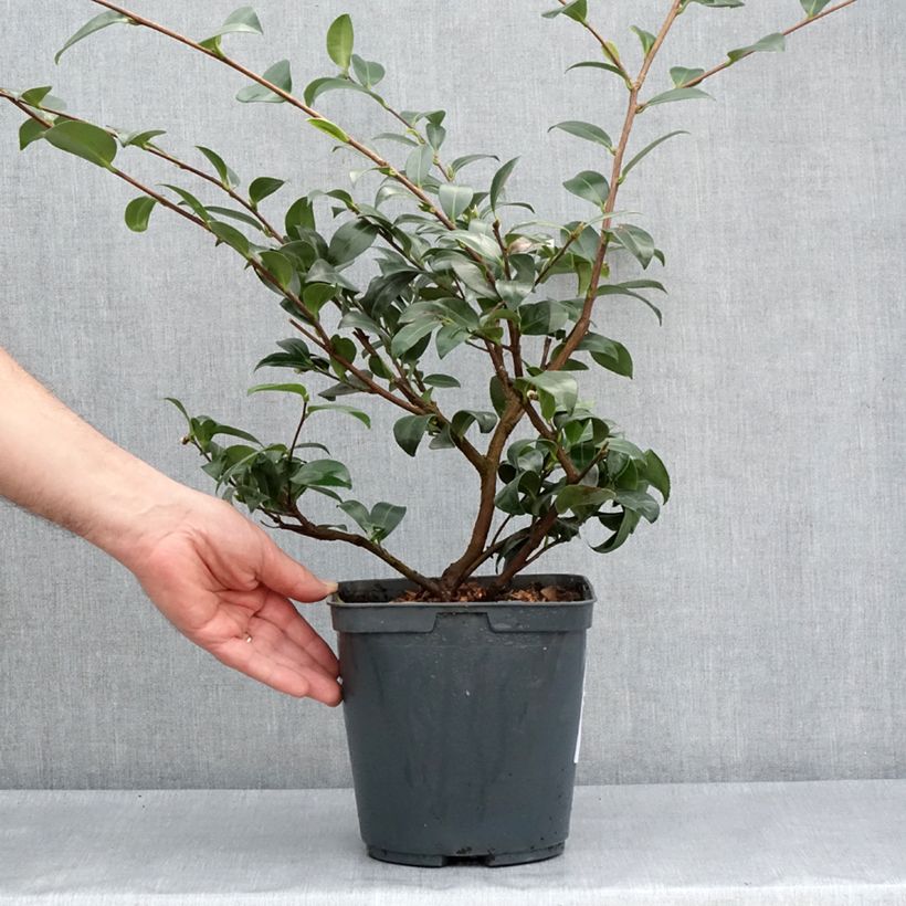 Exemplaar van Camellia sasanqua Kanjiro - Herfstcamelia Pot van 3 l/4 l zoals geleverd in de lente