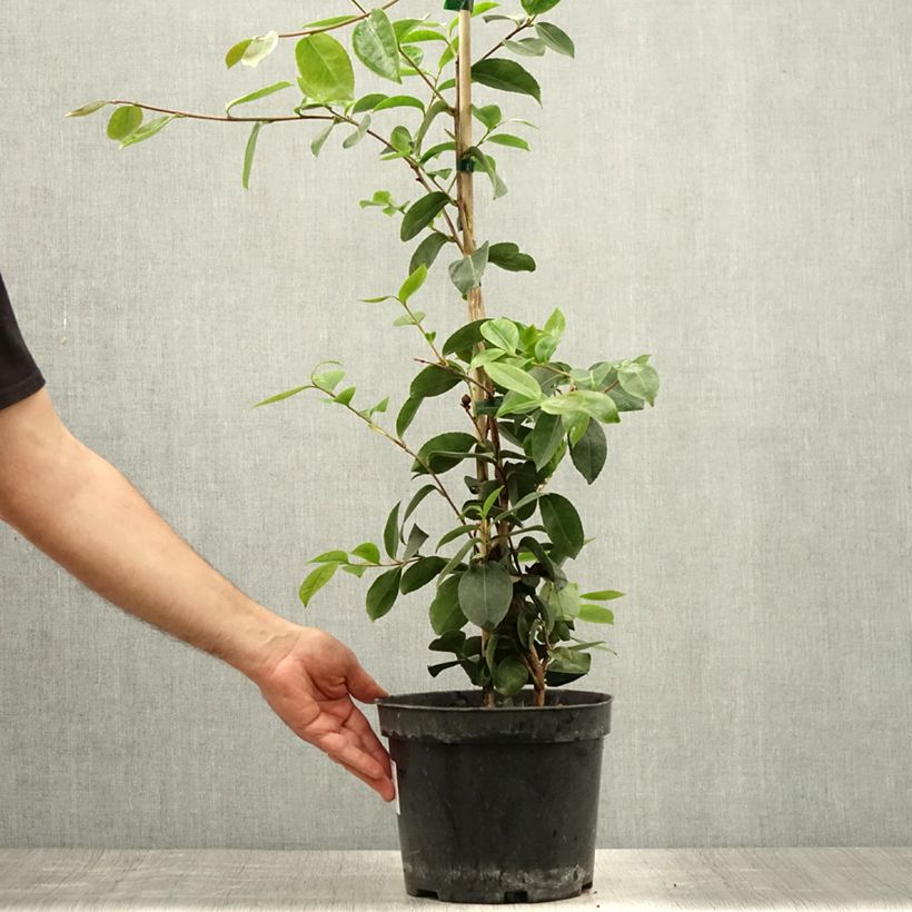 Exemplaar van Camellia sasanqua Plantation Pink - Herfstcamelia Pot van 4 l/5 l zoals geleverd in de zomer