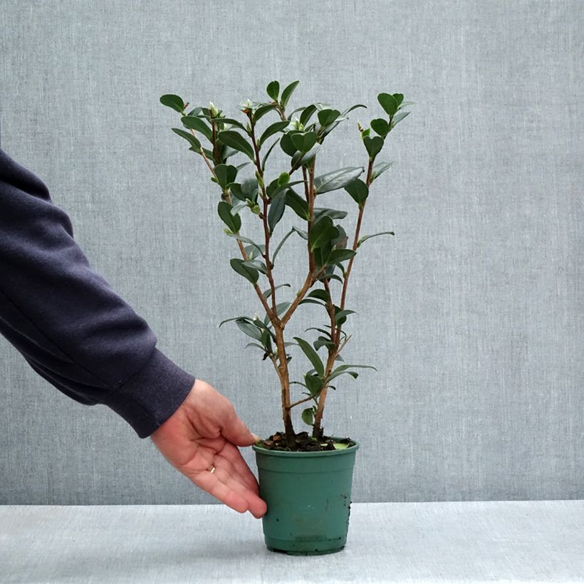 Example of Camellia sasanqua Yuletide - Herfstcamelia Pot van 12 cm / 13 cm as you get in printemps