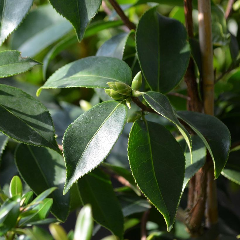 Camellia sasanqua Yume - Herfstcamelia (Blad)