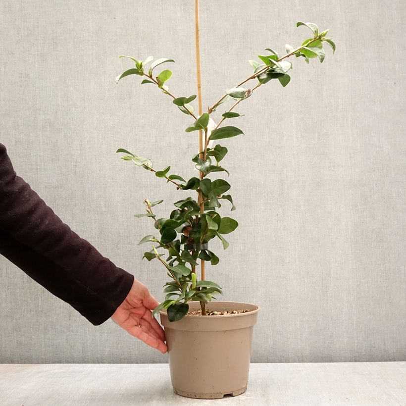 Exemplaar van Camellia hiemalis Bonanza Pot van 3 l/4 l zoals geleverd in de lente