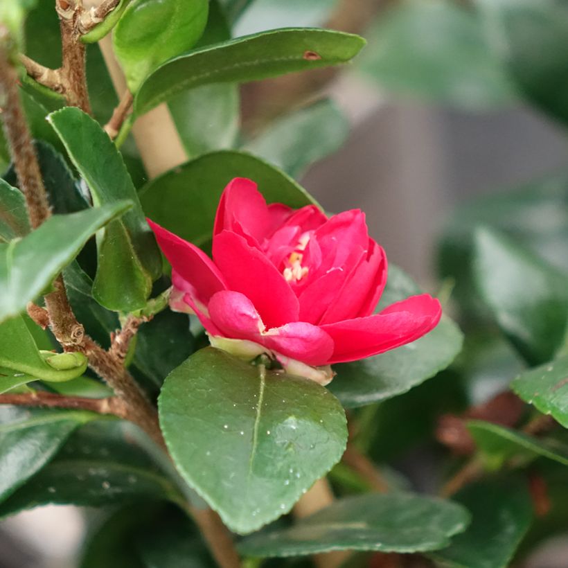 Camellia hiemalis Bonanza (Bloei)