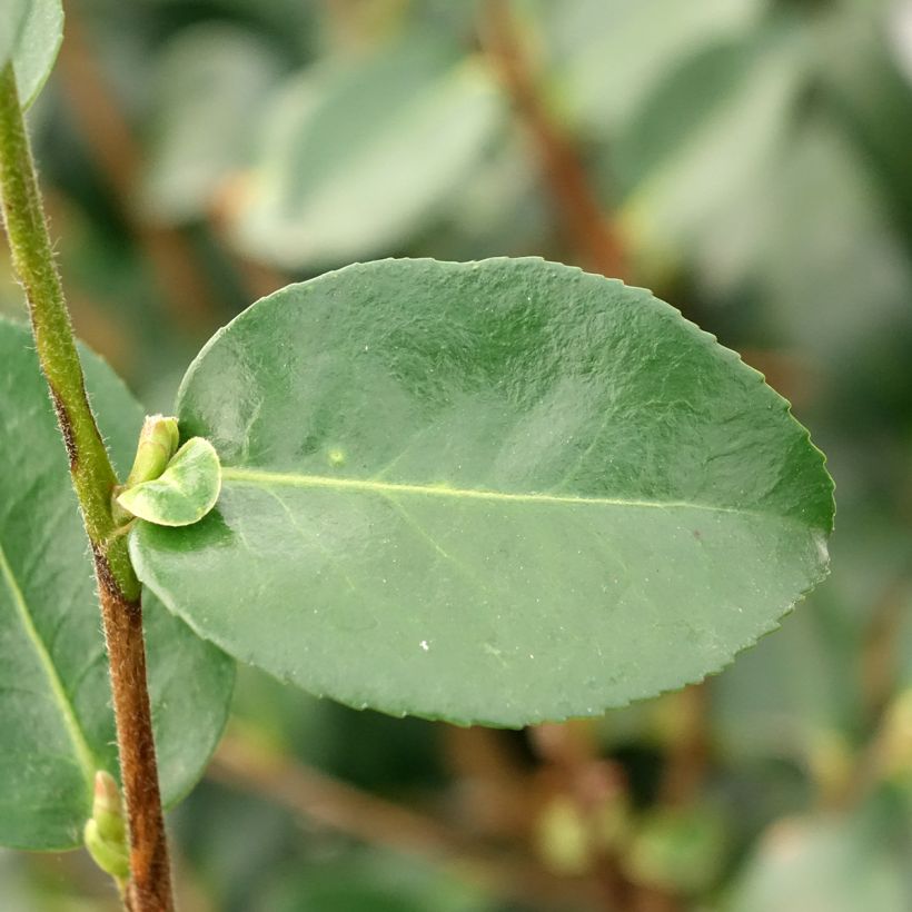 Camellia sasanqua Hiryu - Herfstcamelia (Blad)