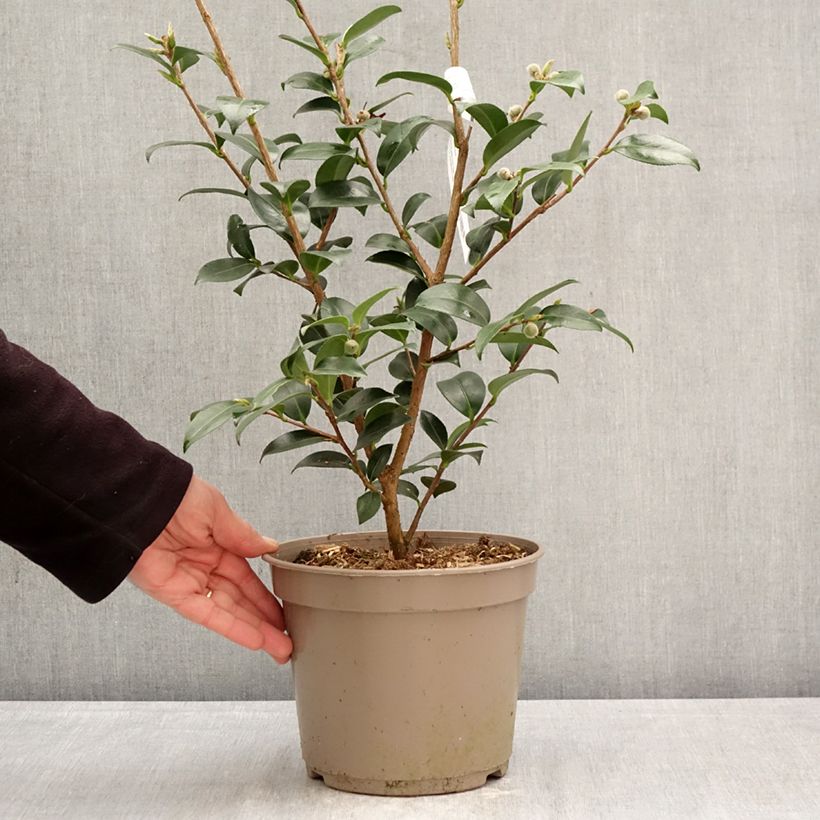 Exemplaar van Camellia sasanqua Hiryu - Herfstcamelia Pot van 4 l/5 l zoals geleverd in de lente