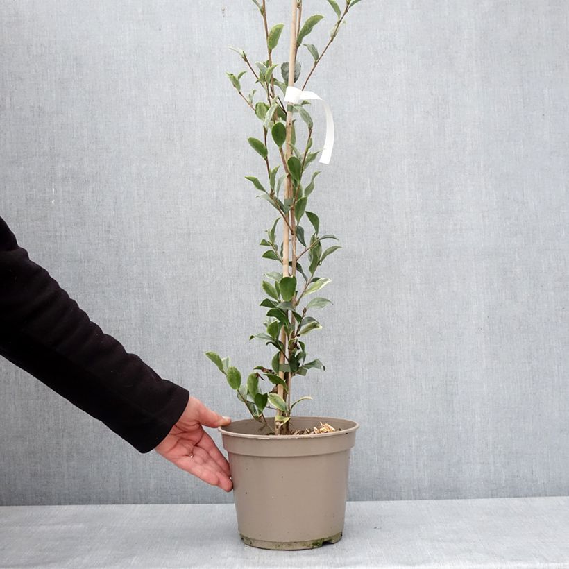 Exemplaar van Camellia sasanqua Variegata - Herfstcamelia Pot van 4 l/5 l zoals geleverd in de winter