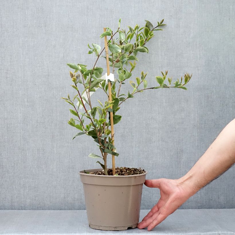 Exemplaar van Camellia sasanqua Variegata - Herfstcamelia Pot van 4 l/5 l zoals geleverd in de lente