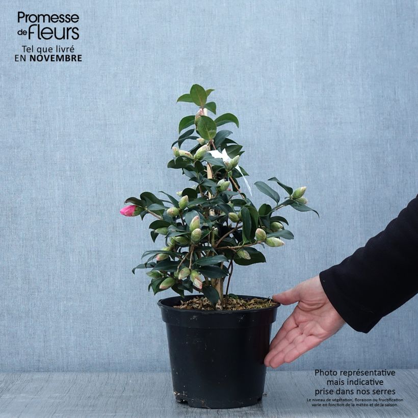 Exemplaar van Camellia x williamsii Donation - Williamsii-camelia Pot van 2 l/3 l zoals geleverd in de herfst