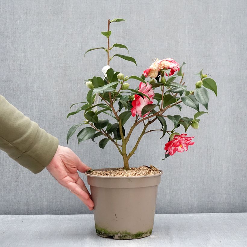 Exemplaar van Camellia japonica Donckelarii - Japanse roos Pot van 4 l/5 l zoals geleverd in de winter