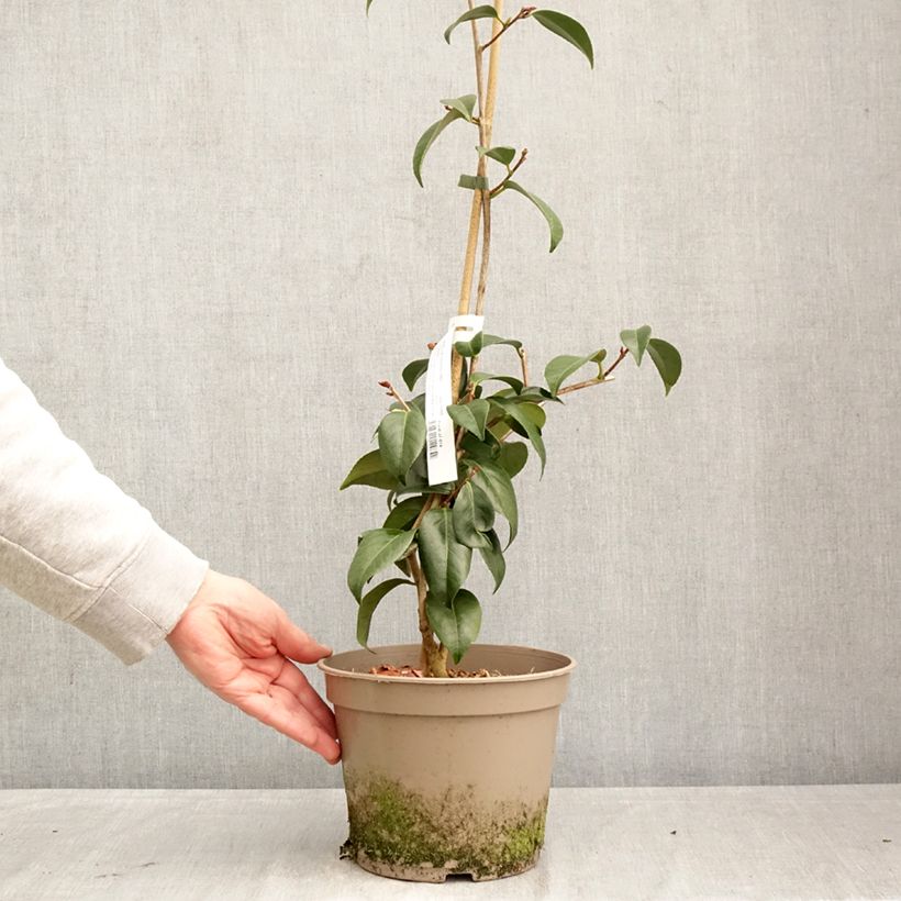 Exemplaar van Camellia japonica Donckelarii - Japanse roos Pot van 4 l/5 l zoals geleverd in de lente
