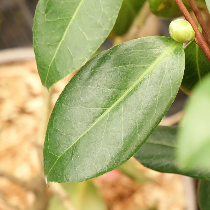 Camellia japonica Donckelarii - Japanse roos (Blad)