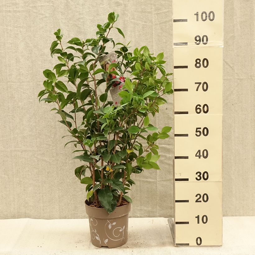 Exemplaar van Camellia japonica Three Sisters - Japanse camelia Pot van 6 l/7 l zoals geleverd in de herfst