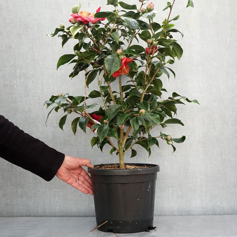 Exemplaar van Camélia du Japon Painter's Palette - Camellia japonica  Pot de 4L/5L zoals geleverd in de winter