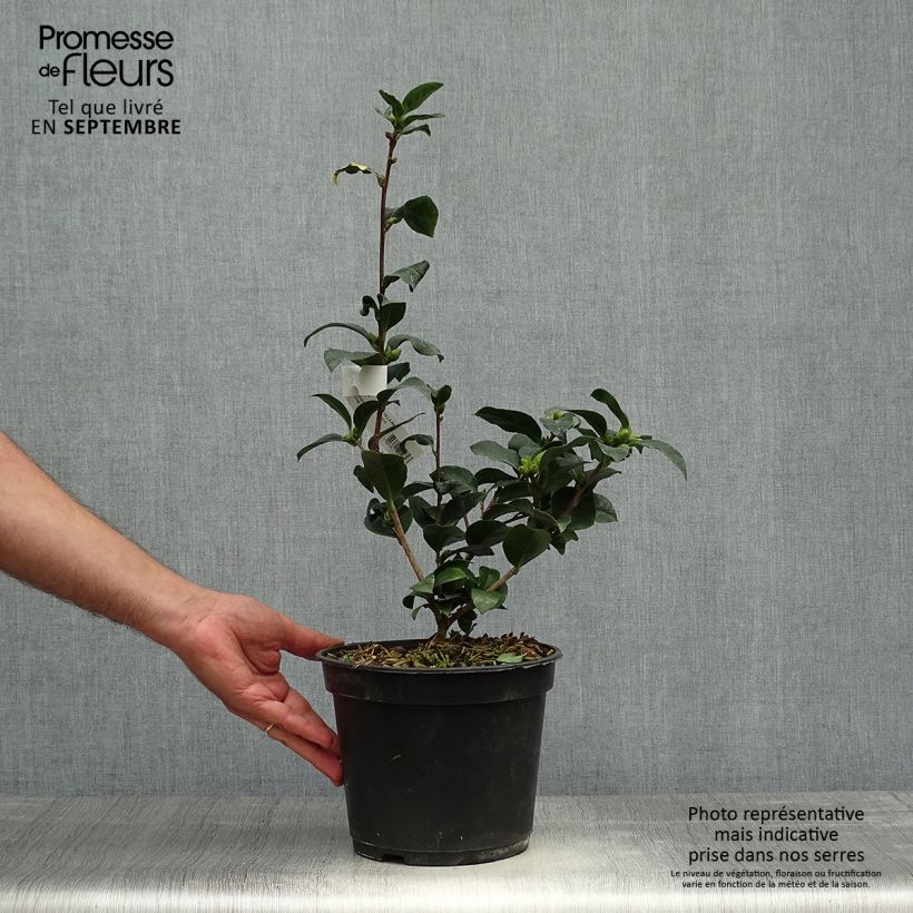 Exemplaar van Camellia Fiesta Grande Pot van 3 l/4 l zoals geleverd in de herfst