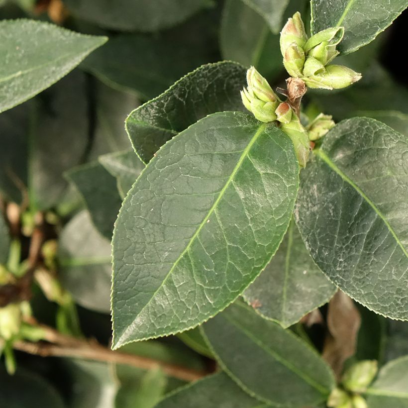 Camellia Fiesta Grande (Blad)